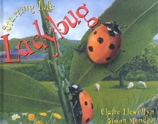 Ladybug (Starting Life)