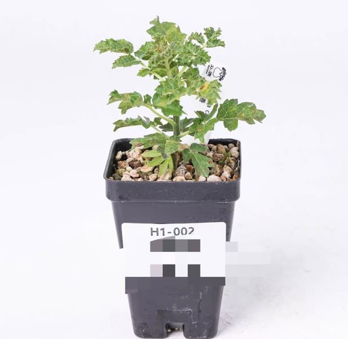 Pot 5cm boswellia carteri - 6.5cm,