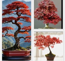 Red Purple Japanese Maple 6 years old bonsai. Incredible autumn colour!