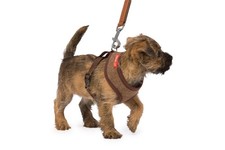 Tweed Dog Harness with Memory