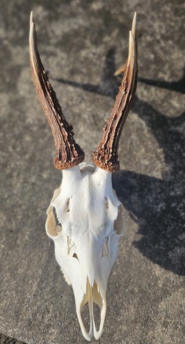 Roe deer antlers with skull - roe,