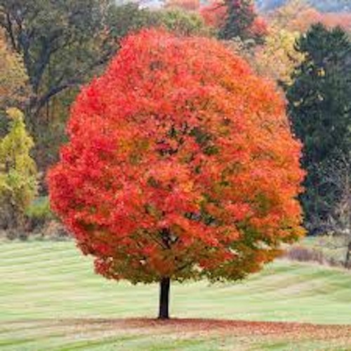 Sugar maple tree 24 - ,