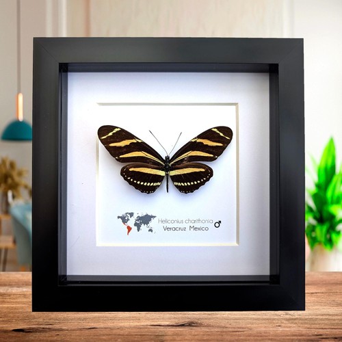 Framed zebra longwing - zebra,