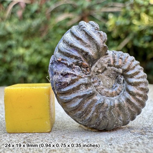 Rare fossil ammonite - rare,