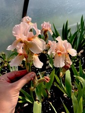 Bearded iris perennial - iris, (peach)