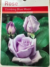 POTTED 2 LITRE CLIMBING ROSE BLUE MOON PERENNIAL PLANT