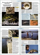 Success With Shrimps - Sea Baits, Lures - The Art Of Fishing 2 Pages