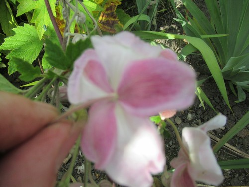 Anemon hybrida september - anemon,