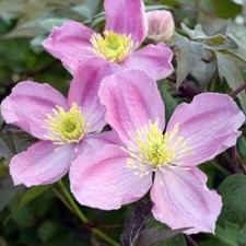 Clematis Montana Fragrant Spring | Deciduous Climber in 1 LTR POT FREE DELIVERY