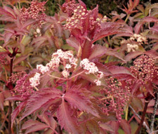 Sambucus Serenade | Elderberry Deciduous IN 1 ltr Pot FREE DELIVERY
