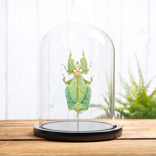 Giant leaf taxidermy insect - leaf, in