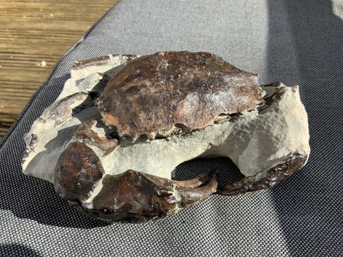 Rare fossil crab archeogeryon - fossil, crab,