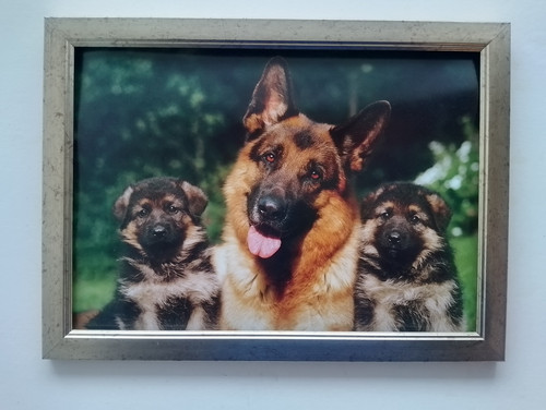 German shepherd dog and - dog,