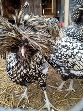 Polish Hatching Eggs Silver