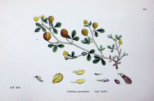 Original old antique print - original,