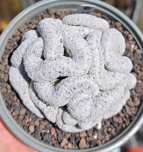 Mammillaria humboldtii crested - humboldtii,