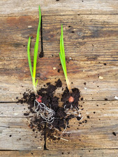 Egyptian Walking Onion – 2