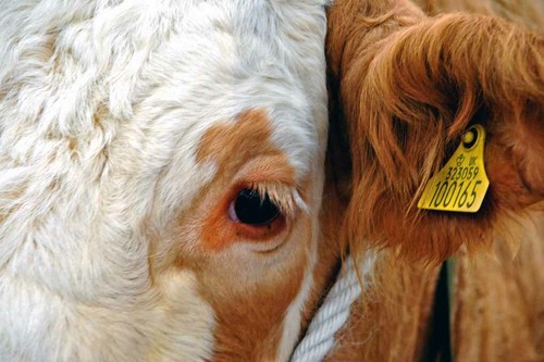 Pedigree simmental cow - simmental,