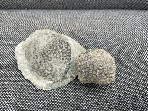 Unprepared fossil coral - unprepared,
