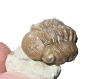 Devonian Paciphacops logani