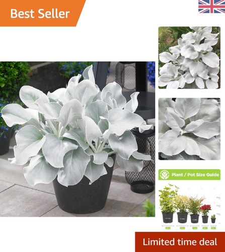 Drought tolerant senecio - drought,