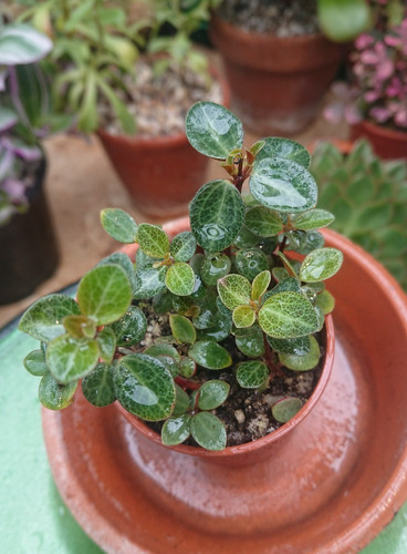 Peperomia red log 6cm pot - red,