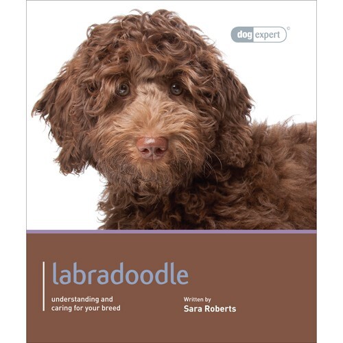 Labradoodle dog expert - dog,