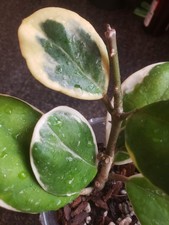 Hoya Obovata Albomarignata