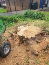 Stump Grinding Service, Tree