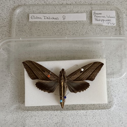 Entomology elibia dolichus - entomology,