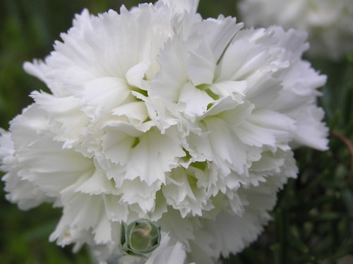 Dianthus mrs sinkins 9cm - sinkins',