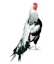 Thai Aseel Asil Fresh