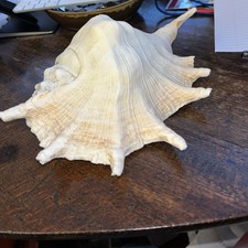 27cm GIANT SPIDER CONCH Lambis Truncata SEASHELL