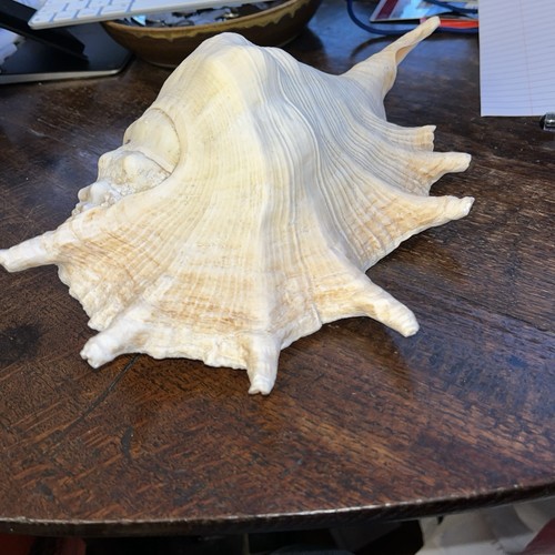 Giant spider conch - spider,