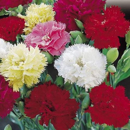 Carnation dwarf fragrance - carnation,