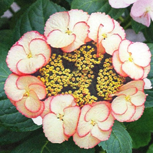 Lacecap hydrangea macrophylla - lacecap,