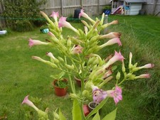 Organically Grown Tobacco Seeds from Virginia Gold Plant