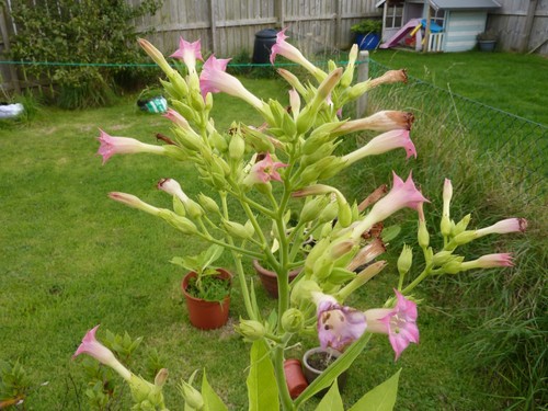 Organically grown tobacco - grown,
