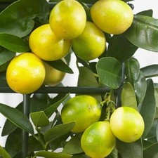 Limequat Citrus Fruit Tree Key