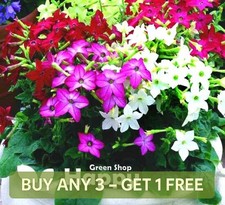 WINGED FLOWERING TOBACCO MIX -