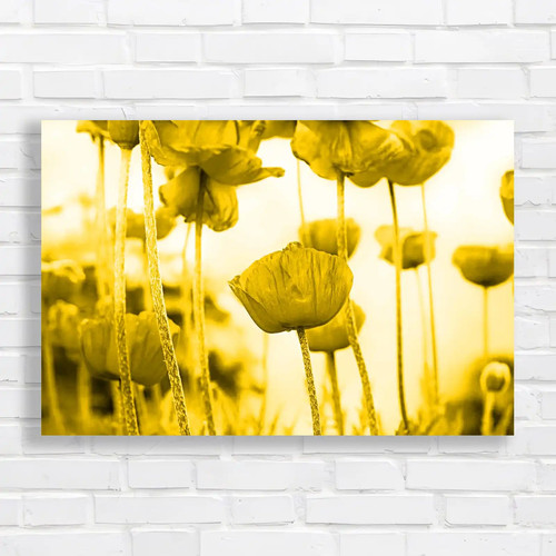 Poppy blooming field - poppy,