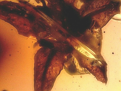 Rare mexican chiapas miocene - chiapas,