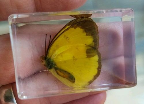 Real yellow moth - yellow,