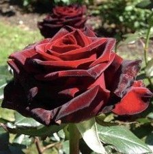 HYBRID TEA ROSE BLACK MAGIC   BARE ROOT GARDEN ROSE,PERNNIAL PLANTS 