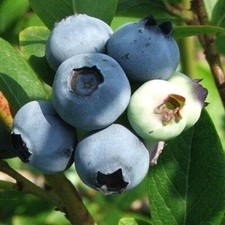 1 'Goldtraube' Blueberry Plant / Vaccinium cor. 'Goldtraube' 15-25cm In 9cm Pot