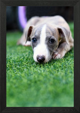 Cute pedigree Whippet‎ puppy