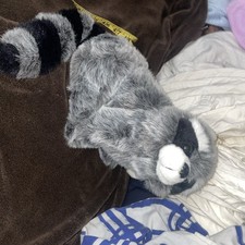 Plush wild raccoon cuddly - ,