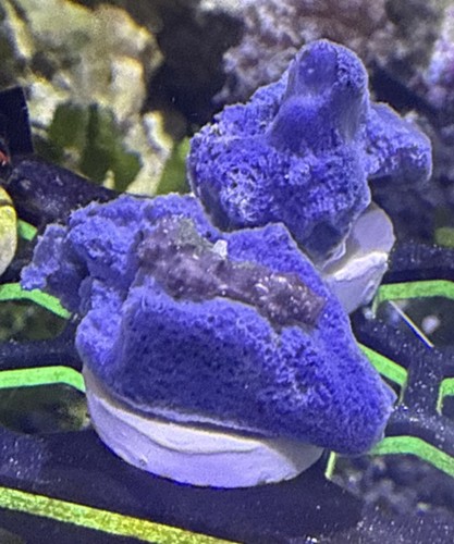 Marine aquarium blue sea - marine,