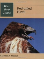 Red-Tailed Hawk (Wild Bird