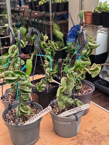 Hoya carnosa compacta - hoya,